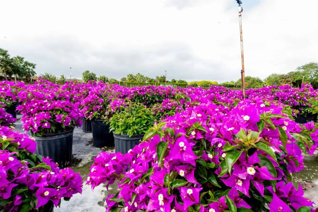 Rows of potted plants with purple flowers.