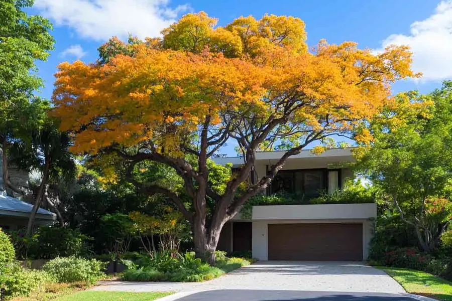 Mature Tree in a Landscaped Residential Yard Large mature tree with orange-yellow foliage shading the landscaped front yard and driveway of a modern house